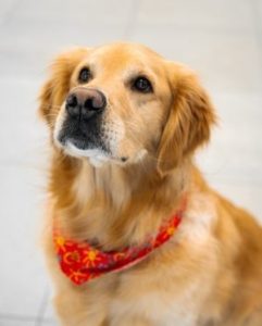 Member Photo - Piper